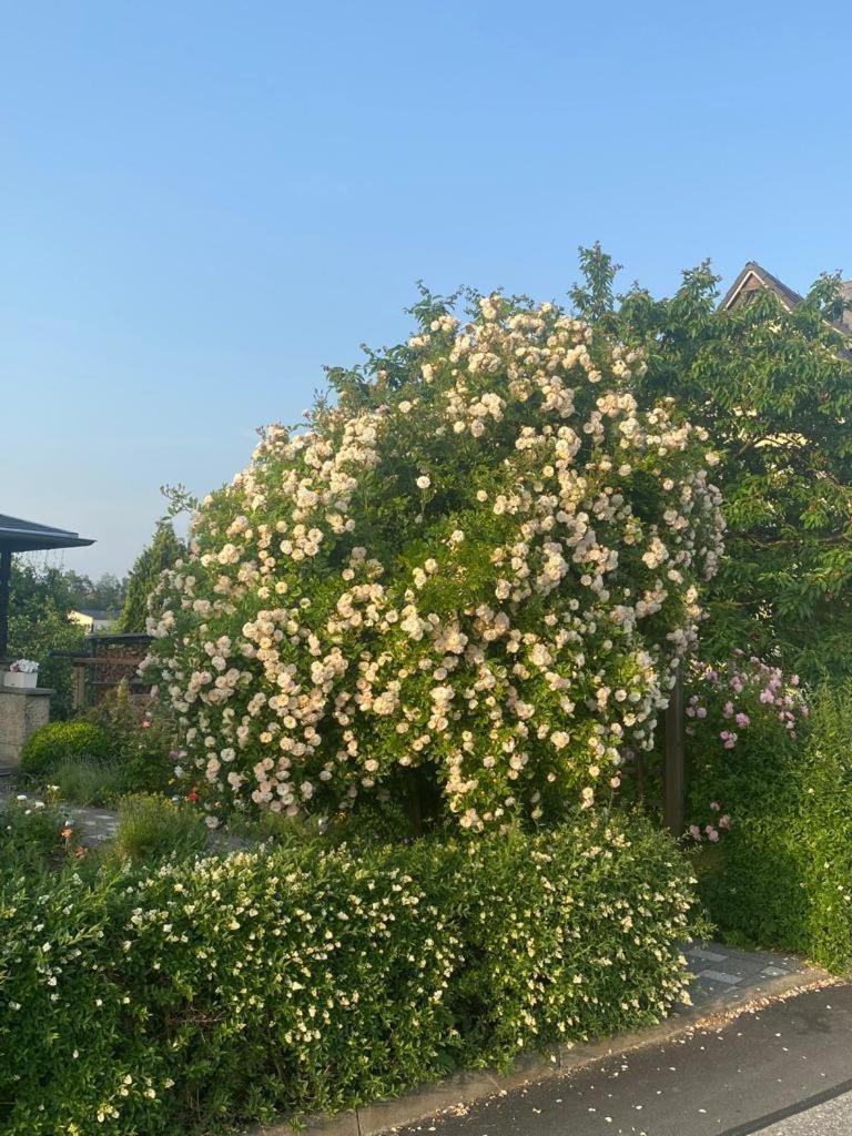 סבניץ Ferienwohnung Hinterhermsdorf Glaser מראה חיצוני תמונה